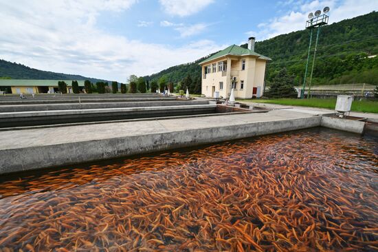 Russia Fish Farm