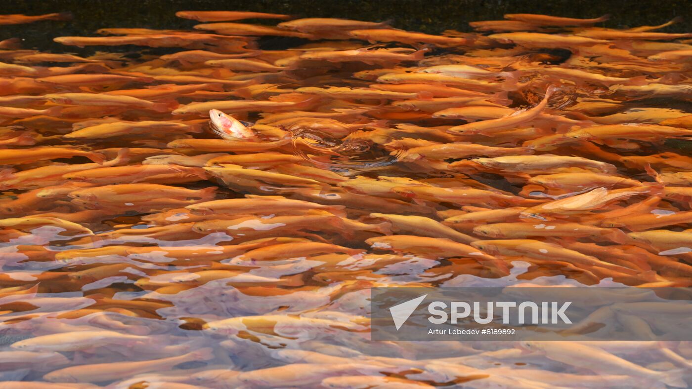 Russia Fish Farm