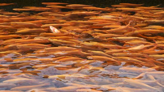 Russia Fish Farm