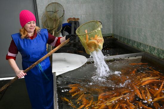 Russia Fish Farm