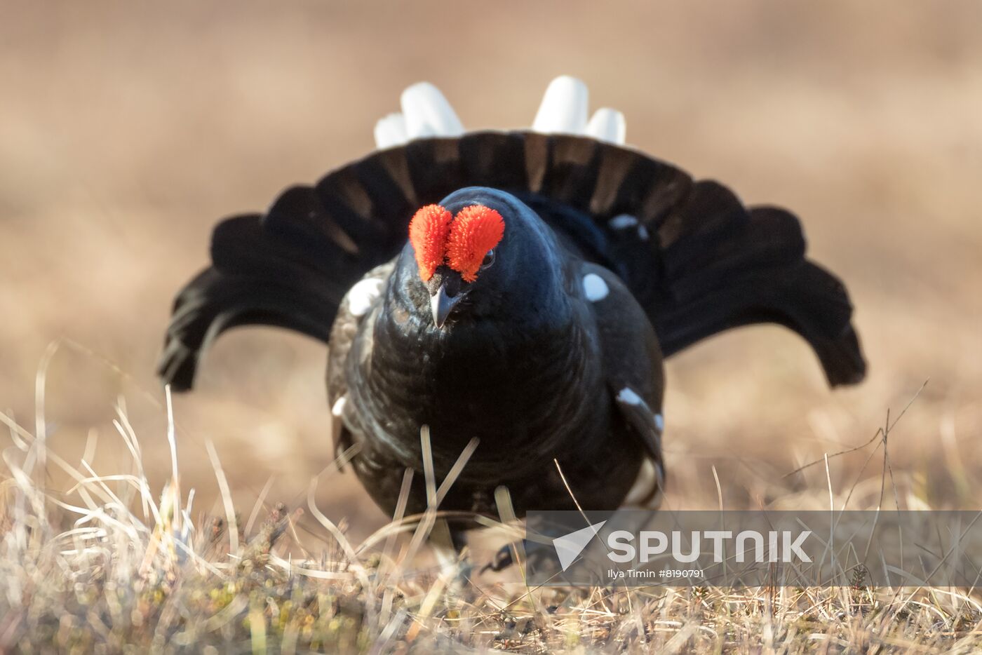 Russia Wildlife