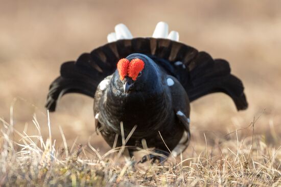 Russia Wildlife