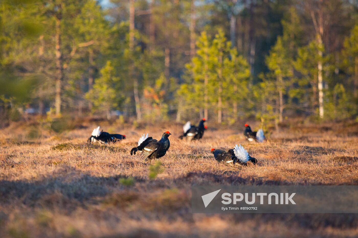 Russia Wildlife