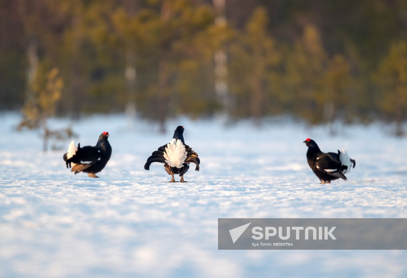 Russia Wildlife