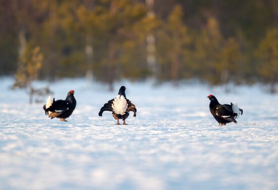 Russia Wildlife