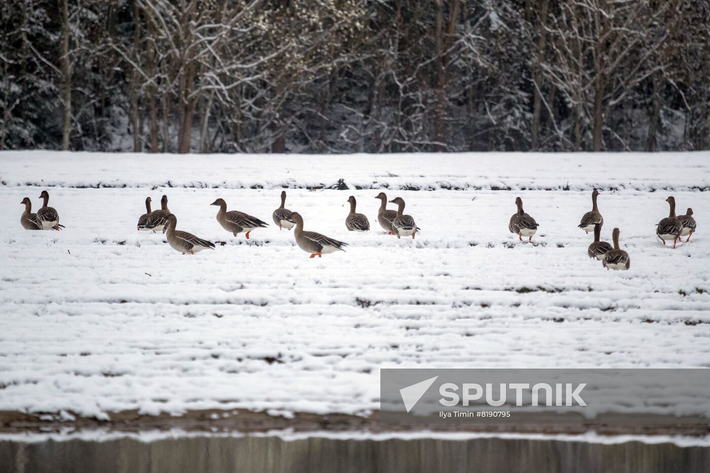 Russia Wildlife