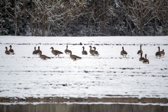 Russia Wildlife