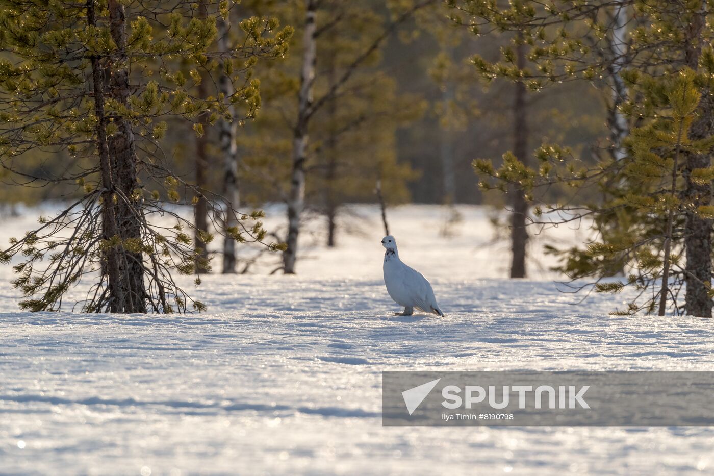 Russia Wildlife