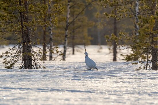 Russia Wildlife