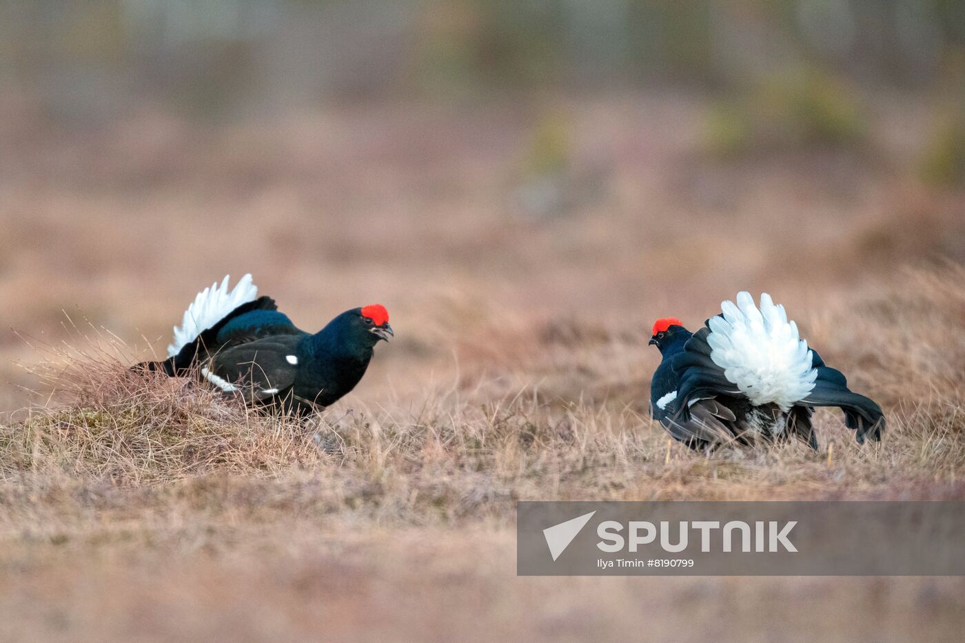 Russia Wildlife