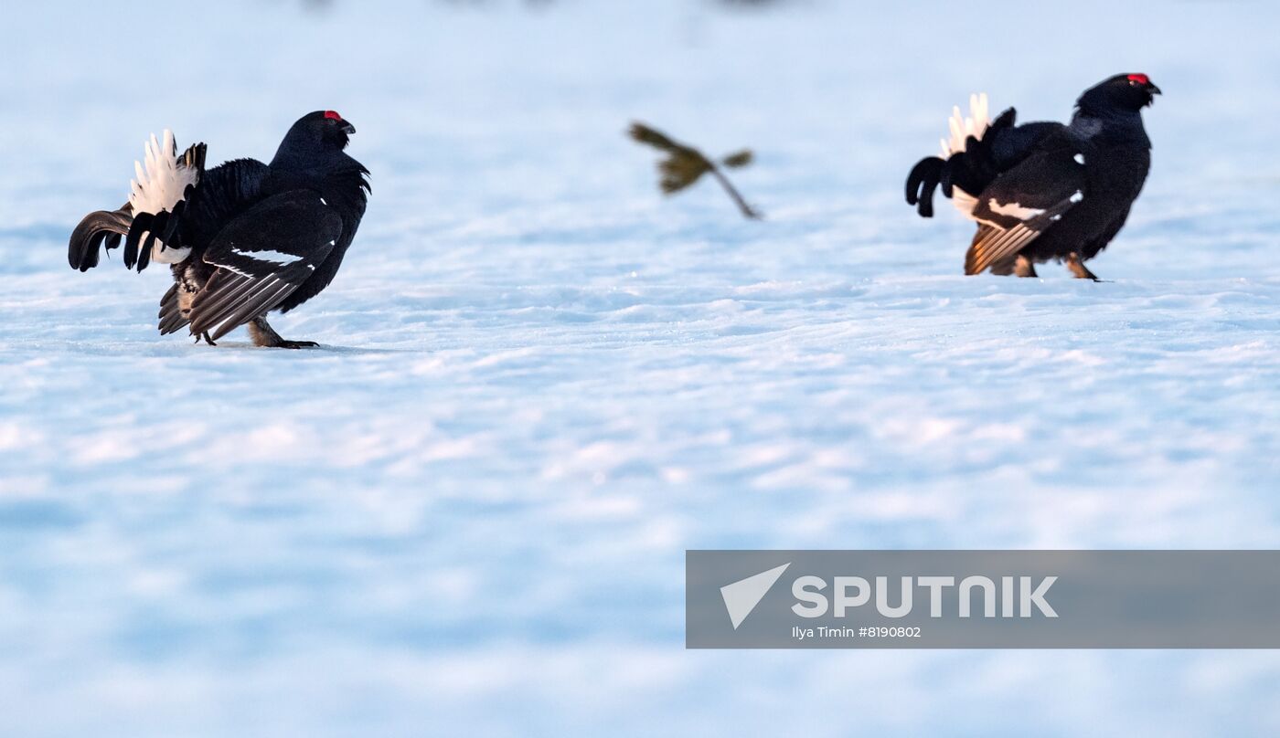 Russia Wildlife