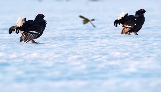 Russia Wildlife