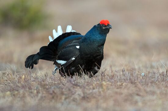 Russia Wildlife