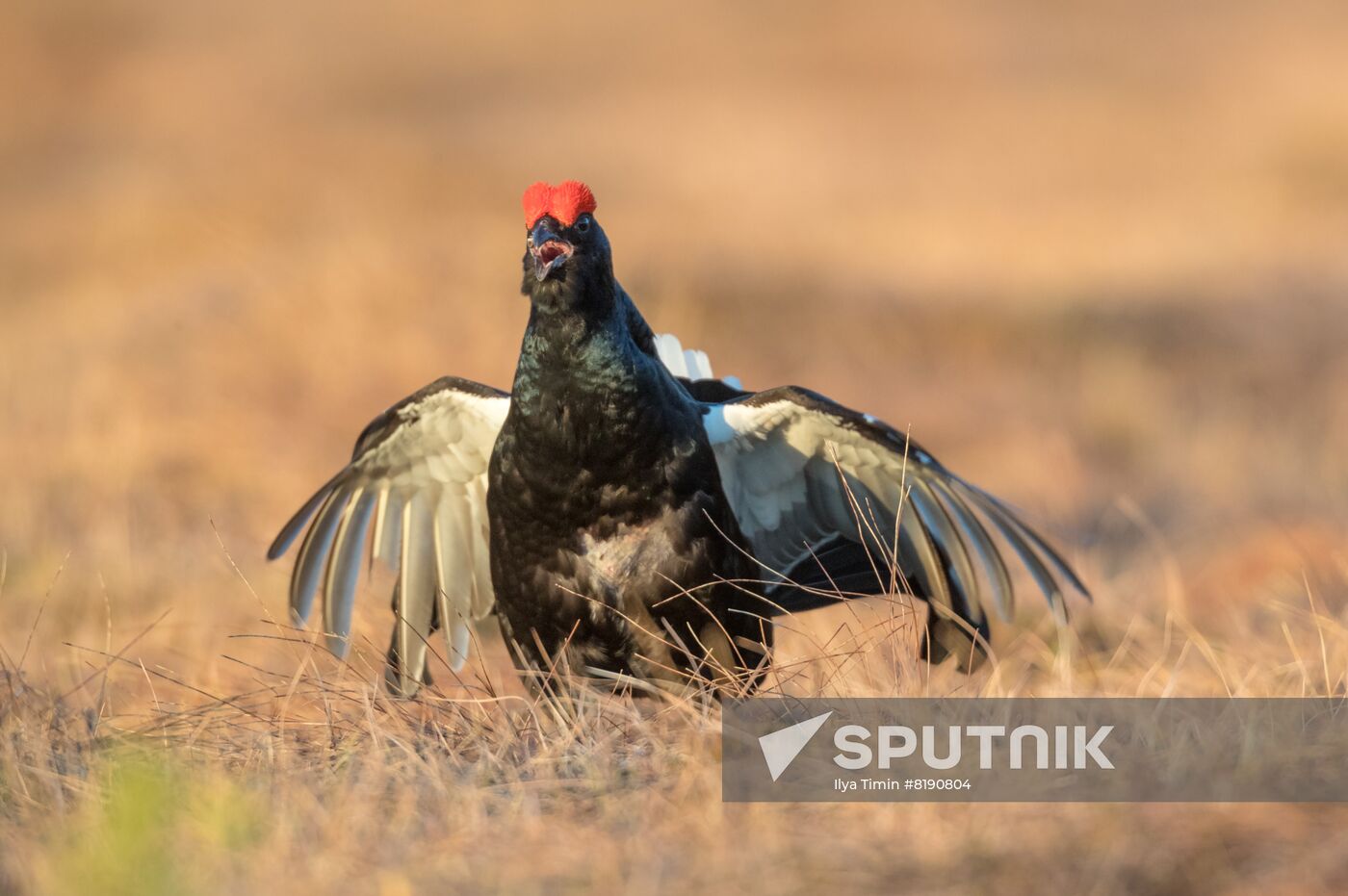 Russia Wildlife