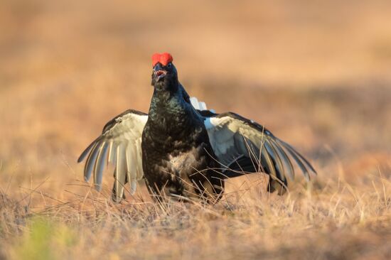 Russia Wildlife
