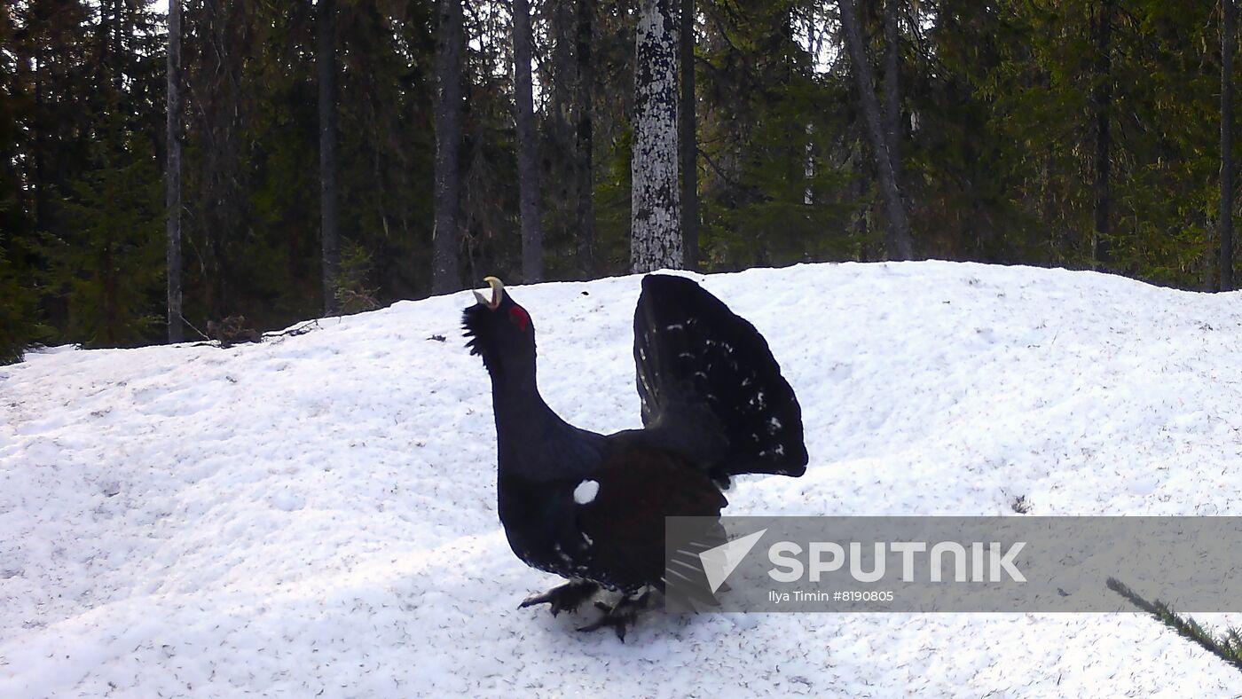 Russia Wildlife