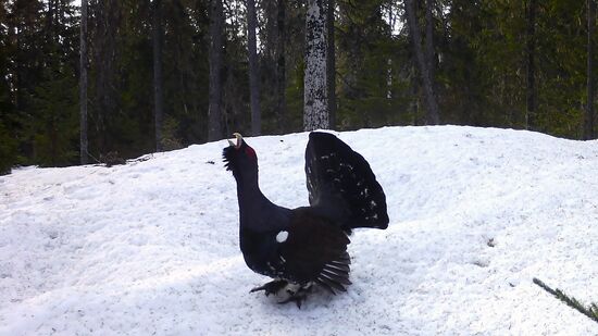 Russia Wildlife