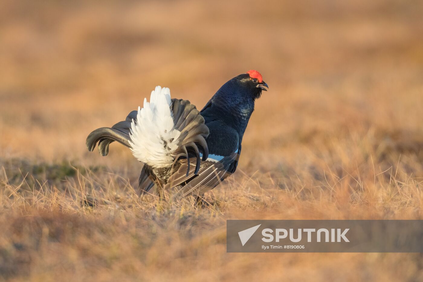 Russia Wildlife