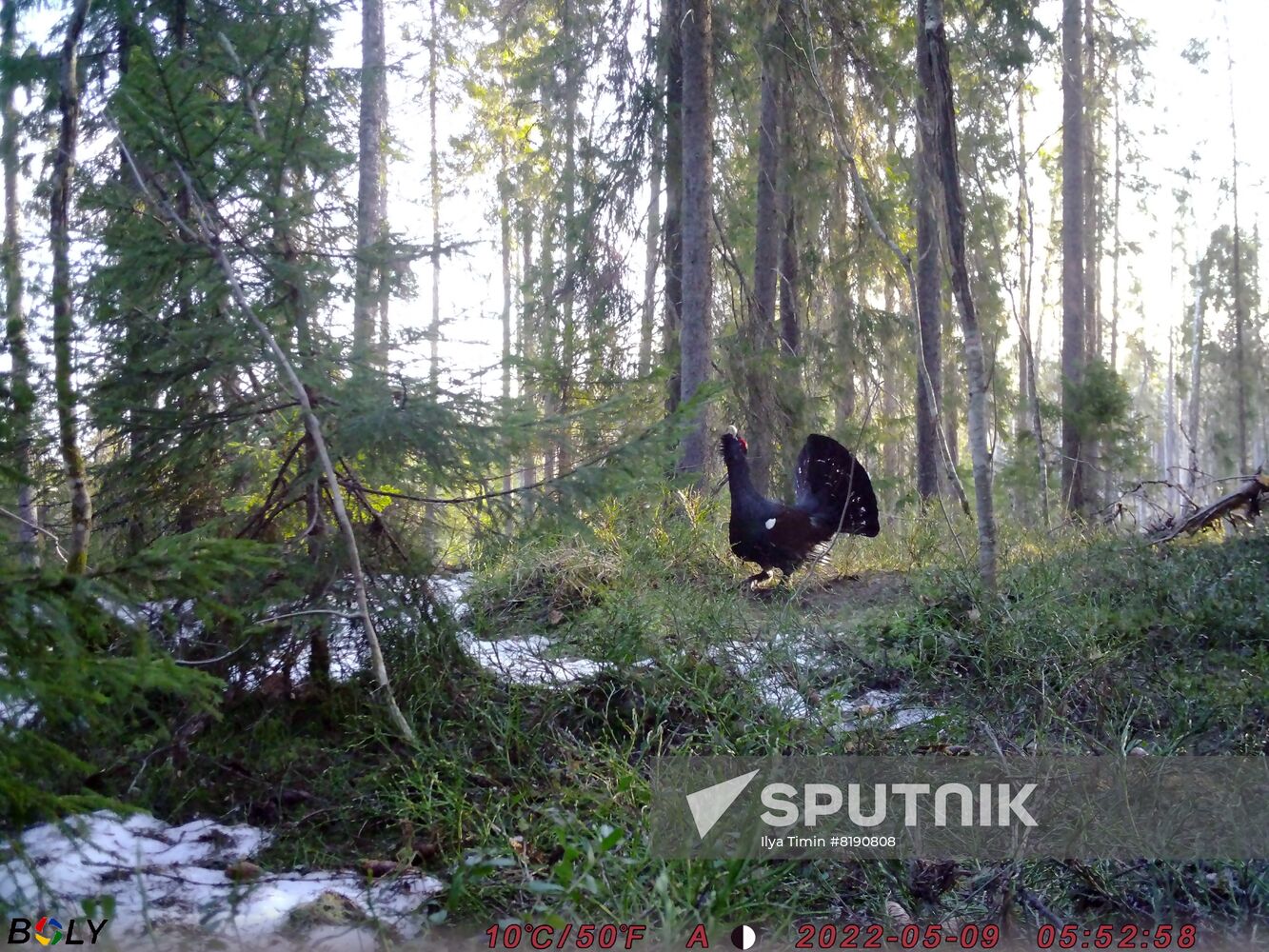 Russia Wildlife
