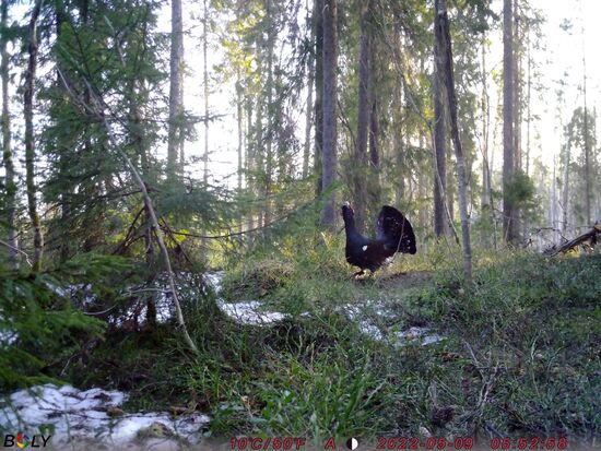 Russia Wildlife