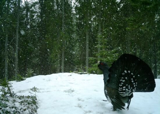 Russia Wildlife
