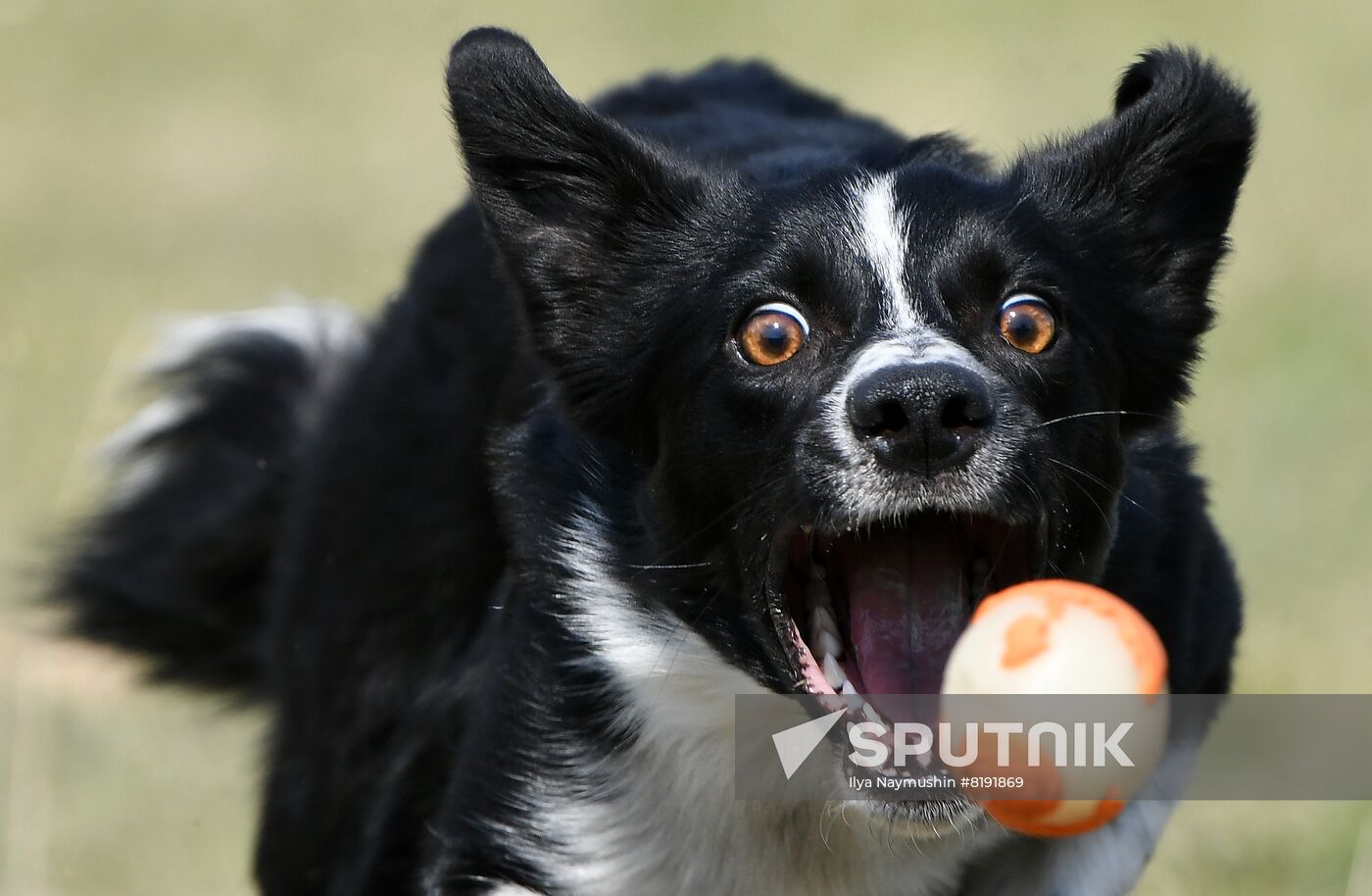 Russia Dog Training Competitions