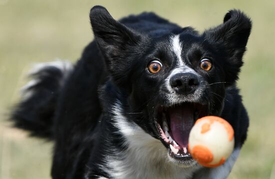 Russia Dog Training Competitions