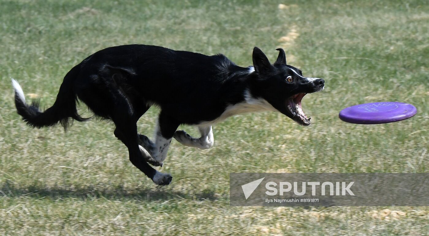 Russia Dog Training Competitions