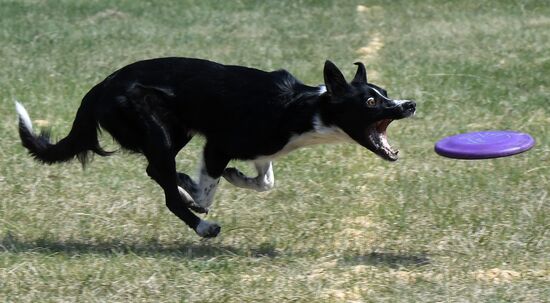 Russia Dog Training Competitions