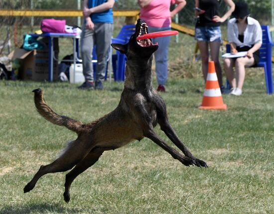 Russia Dog Training Competitions