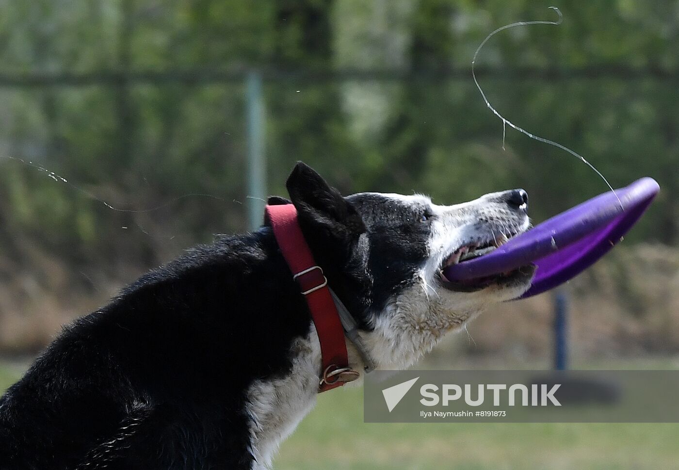 Russia Dog Training Competitions