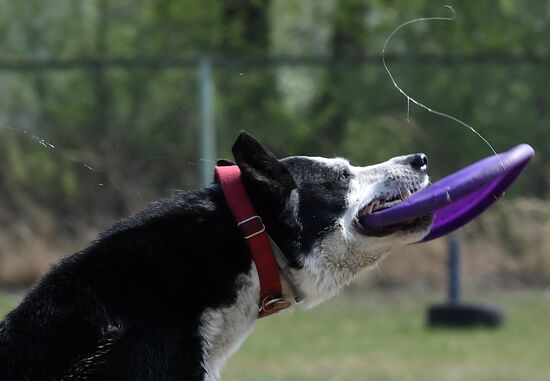 Russia Dog Training Competitions