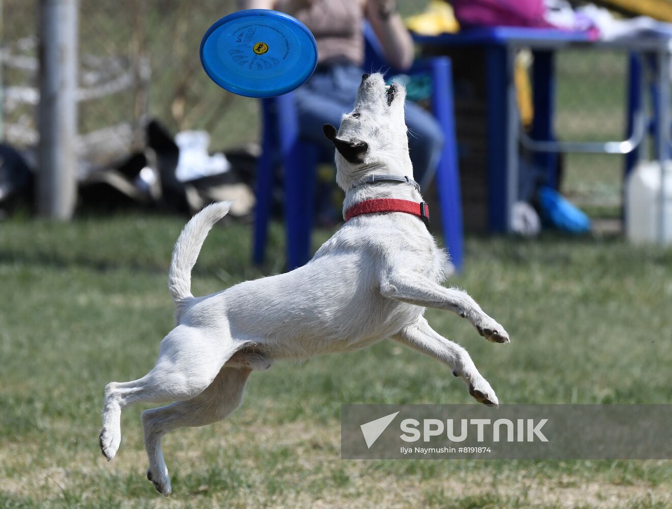 Russia Dog Training Competitions