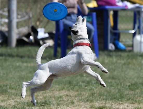 Russia Dog Training Competitions