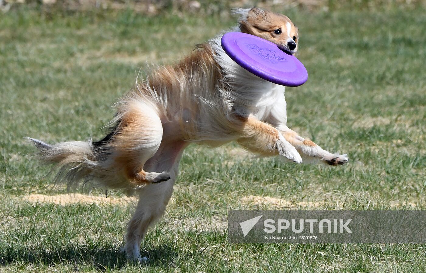 Russia Dog Training Competitions