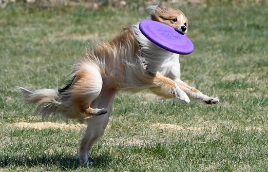 Russia Dog Training Competitions