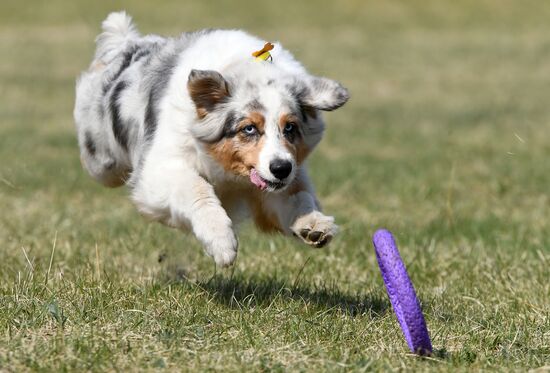 Russia Dog Training Competitions