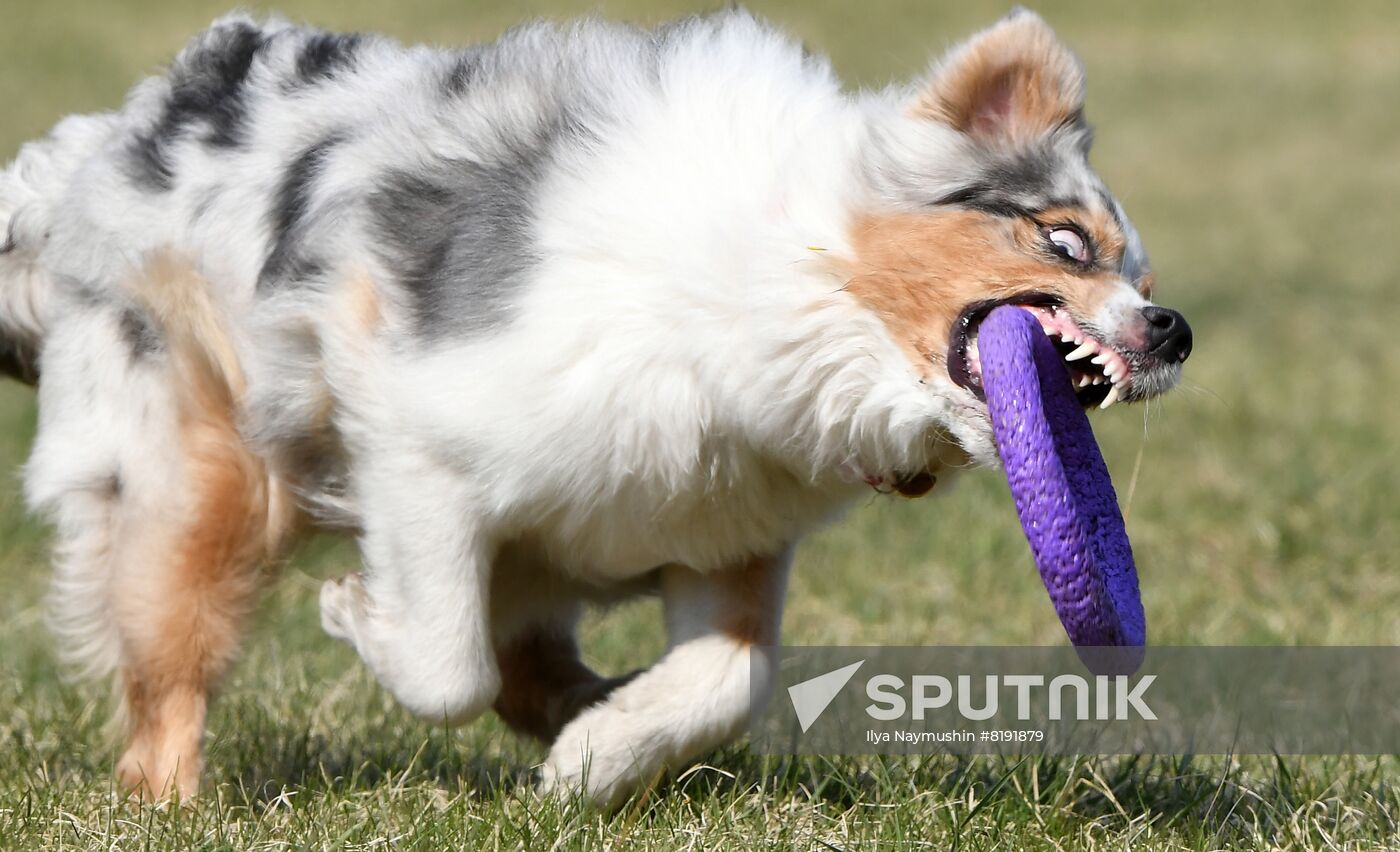 Russia Dog Training Competitions