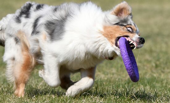 Russia Dog Training Competitions