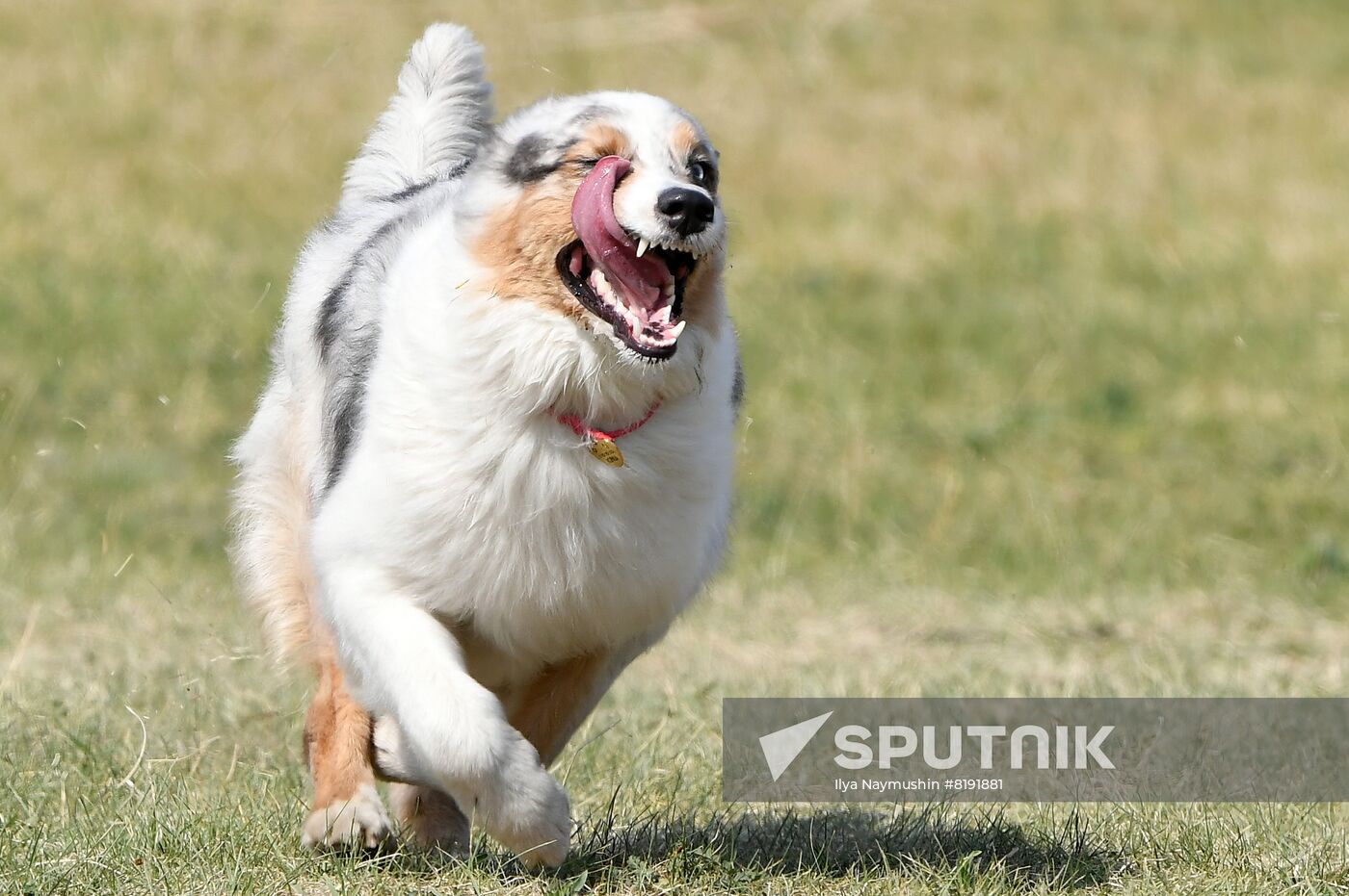 Russia Dog Training Competitions