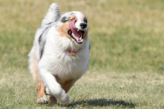 Russia Dog Training Competitions