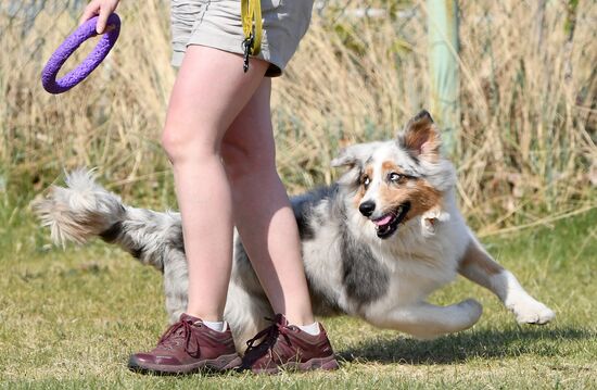 Russia Dog Training Competitions