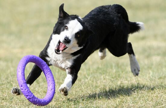 Russia Dog Training Competitions