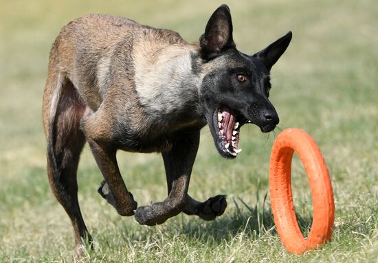 Russia Dog Training Competitions