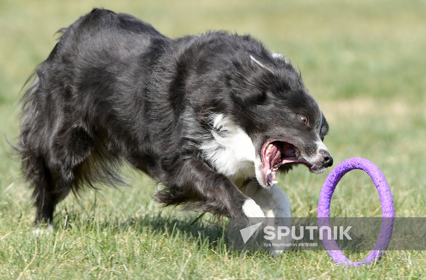 Russia Dog Training Competitions