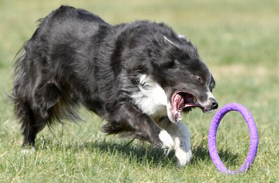 Russia Dog Training Competitions