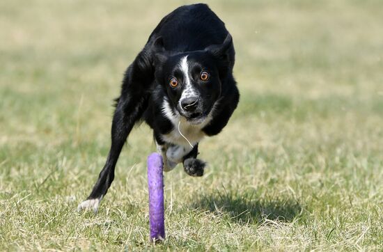 Russia Dog Training Competitions