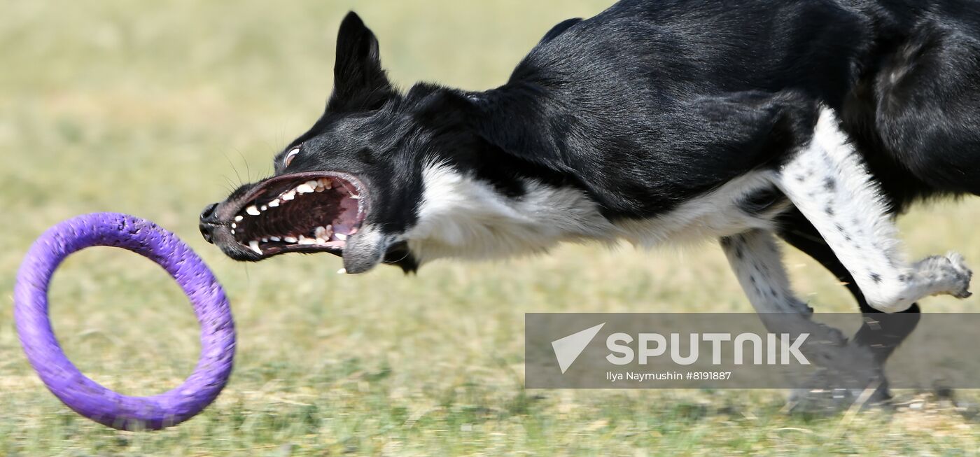 Russia Dog Training Competitions