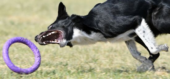 Russia Dog Training Competitions