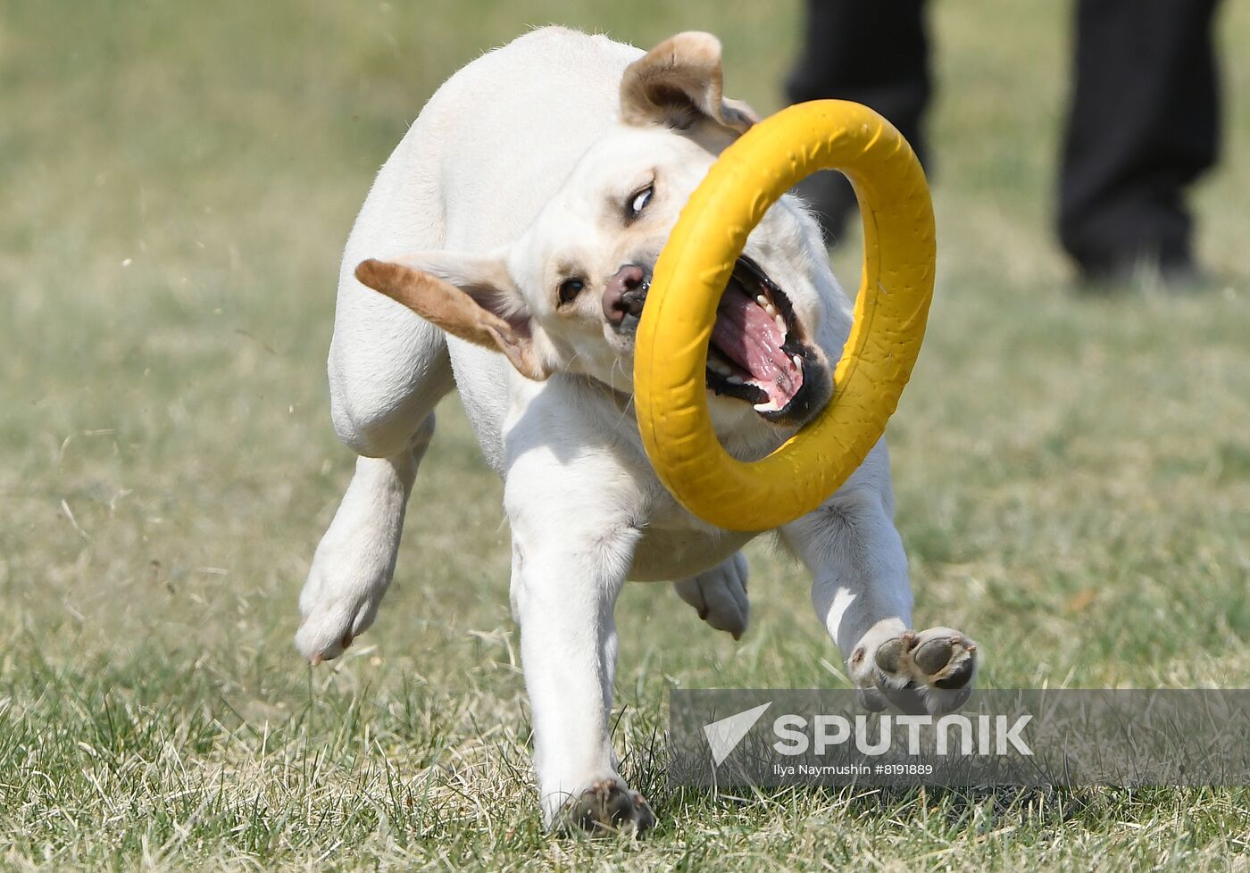 Russia Dog Training Competitions